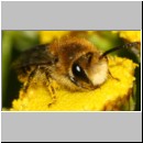 Colletes daviesanus - Seidenbiene m001c 9mm - Sandgrube Niedringhaussee-det.jpg